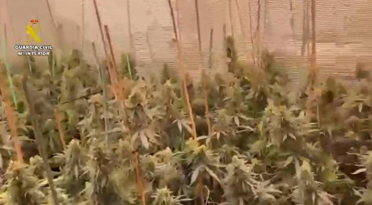 Desarticuladas dos cultivos de marihuana en Seseña y arrestadas cuatro personas.