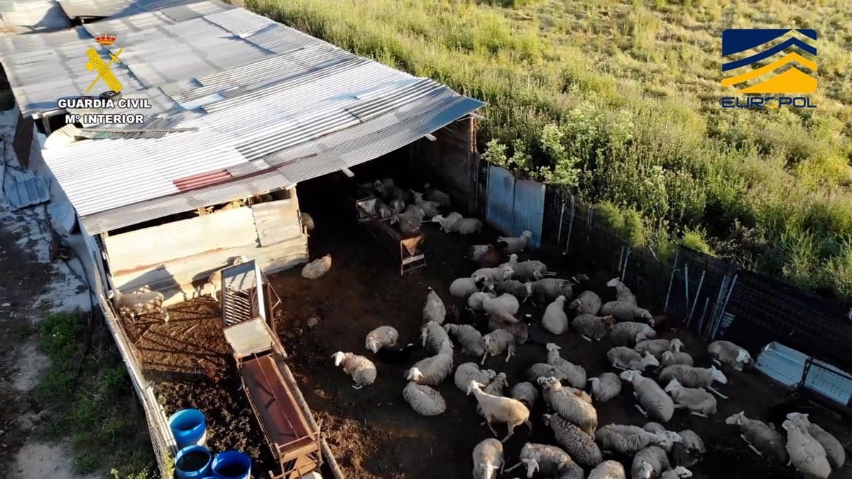 Desmantelan una red de mataderos ilegales en Toledo, Ávila y Madrid que comercializaba carne sin regulación.