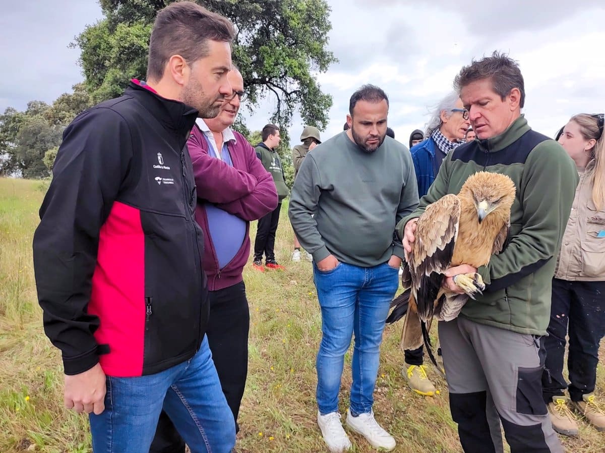 Rehabilitan y liberan a un águila imperial en su hábitat natural tras tratamiento en el CERI de Sevilleja de la Jara.