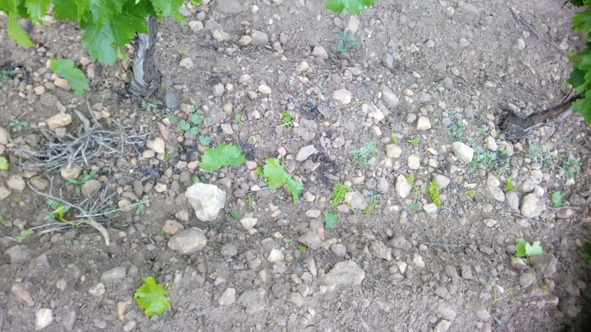 Agroseguro reporta más de 57,000 hectáreas afectadas por siniestros en mayo en Castilla-La Mancha.