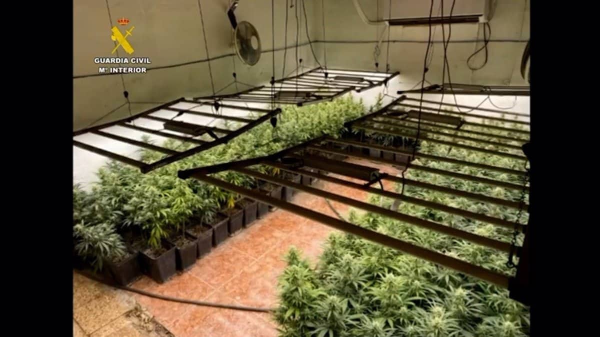 Desmantelada una plantación de 1.450 plantas de marihuana en una nave en Lillo, con dos detenidos.