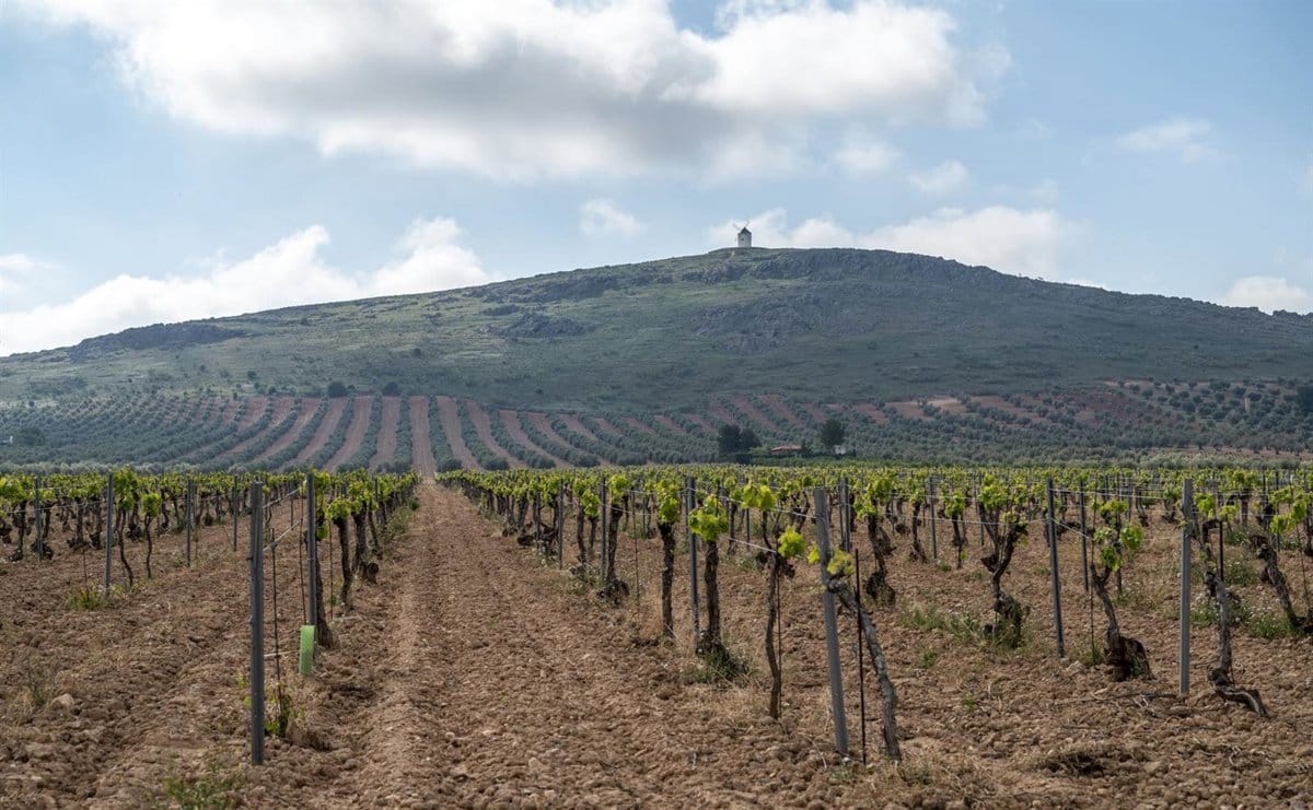 C-LM promueve el desarrollo de un mercado interno para la gestión de su sumidero de carbono.