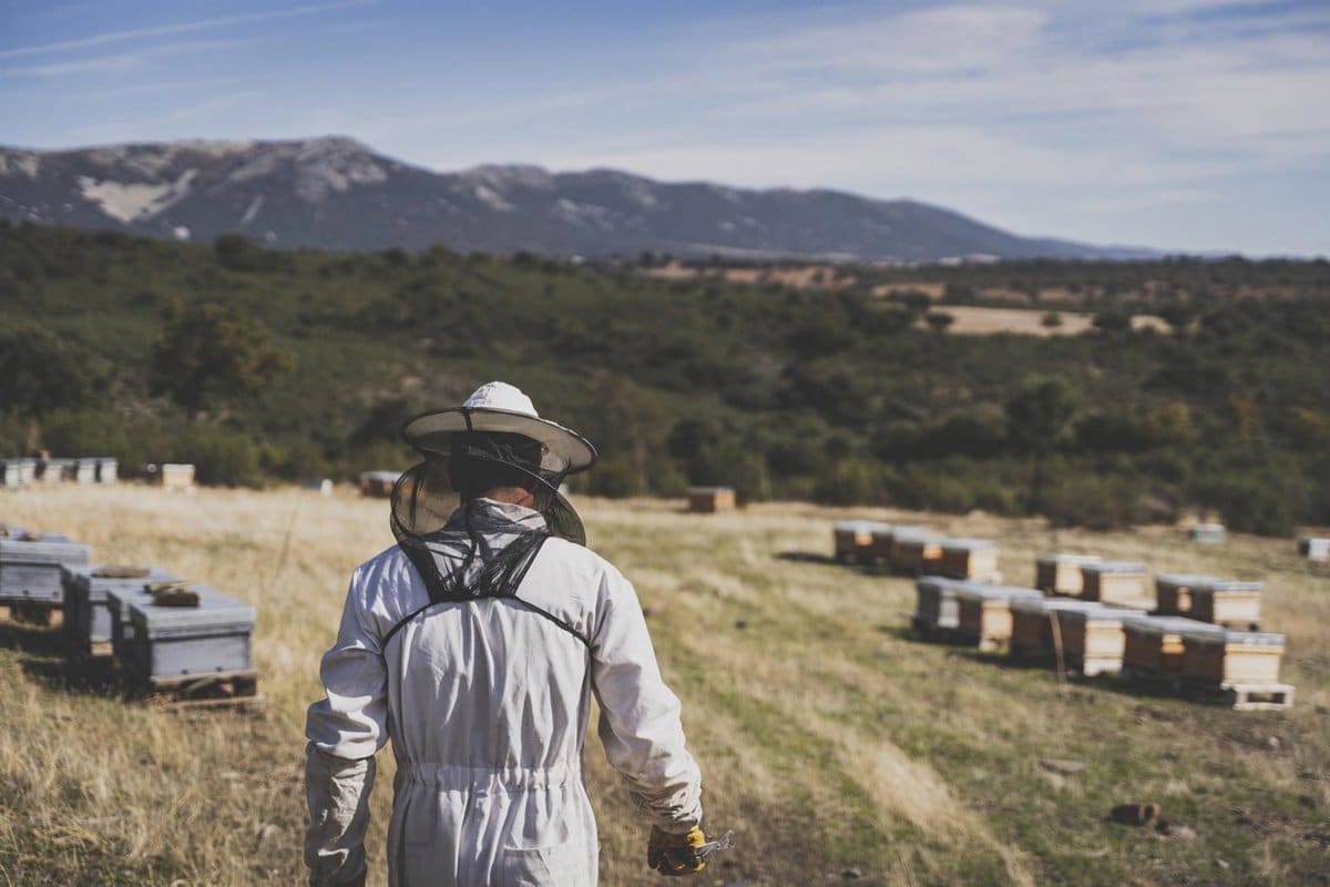 Servicios Apícolas Melque: Defensores de la Biodiversidad y Educadores en Apicultura
