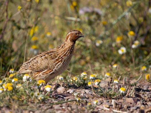 El Gobierno regional abre la media veda 2025 con la caza de la tórtola europea y nuevas regulaciones para la codorniz común.