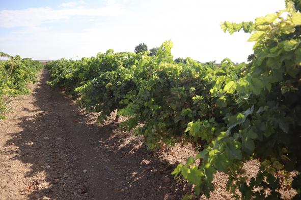 Viticultores de Castilla-La Mancha obtienen 5,5 millones de euros anticipados por daños causados por el pedrisco.