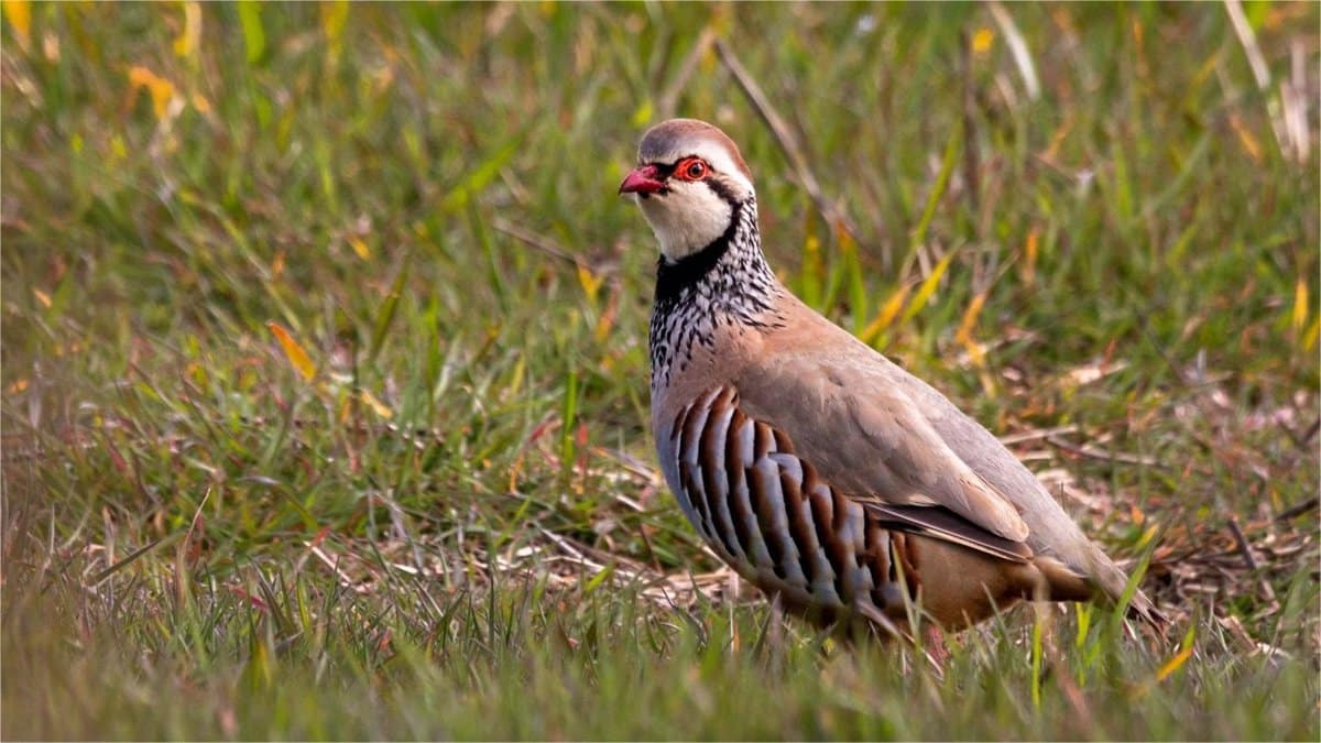 C-LM comienza a reformular el reglamento de caza tras la anulación del anterior por un fallo del TSJCLM.