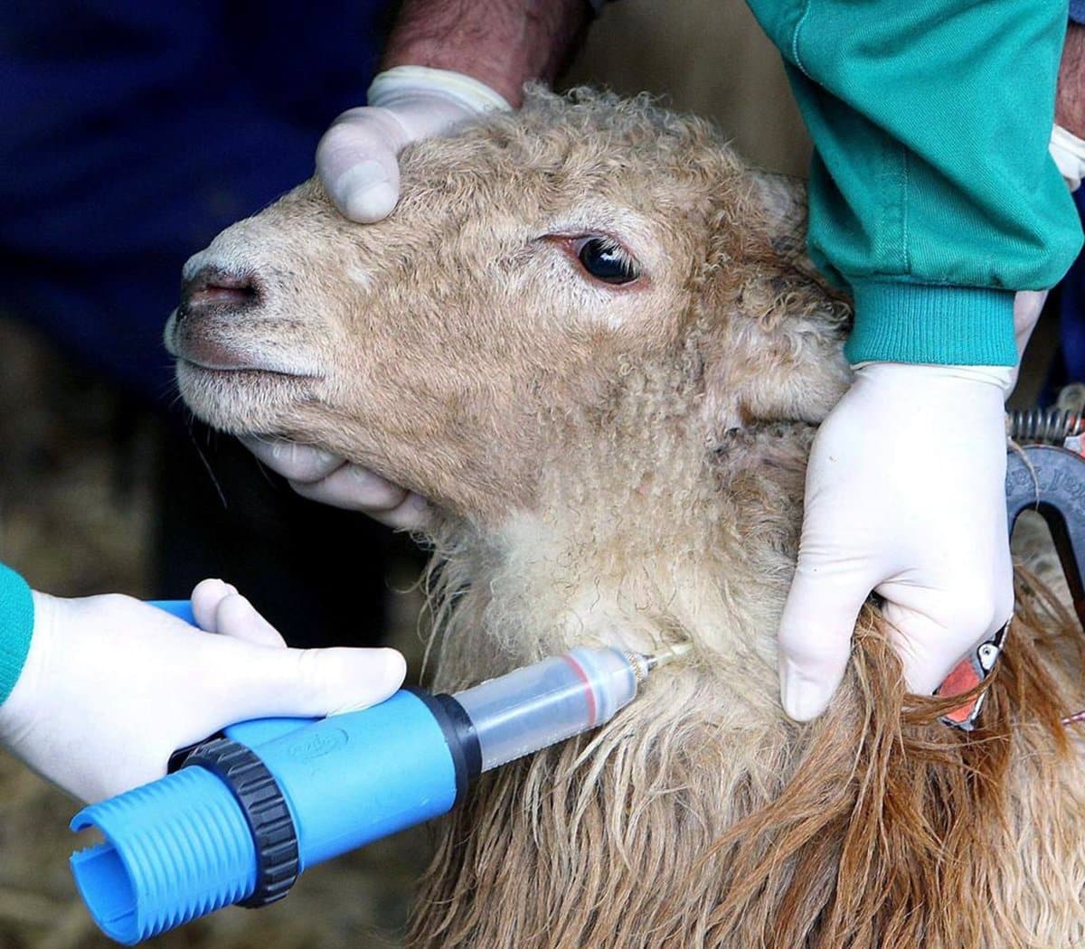 Castilla-La Mancha declara estado de emergencia por 107 brotes activos de lengua azul y financiará todas las vacunas necesarias.