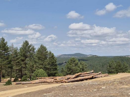 El Gobierno regional presenta subvenciones de 200.000 euros para promover asociaciones de propietarios de bosques privados.