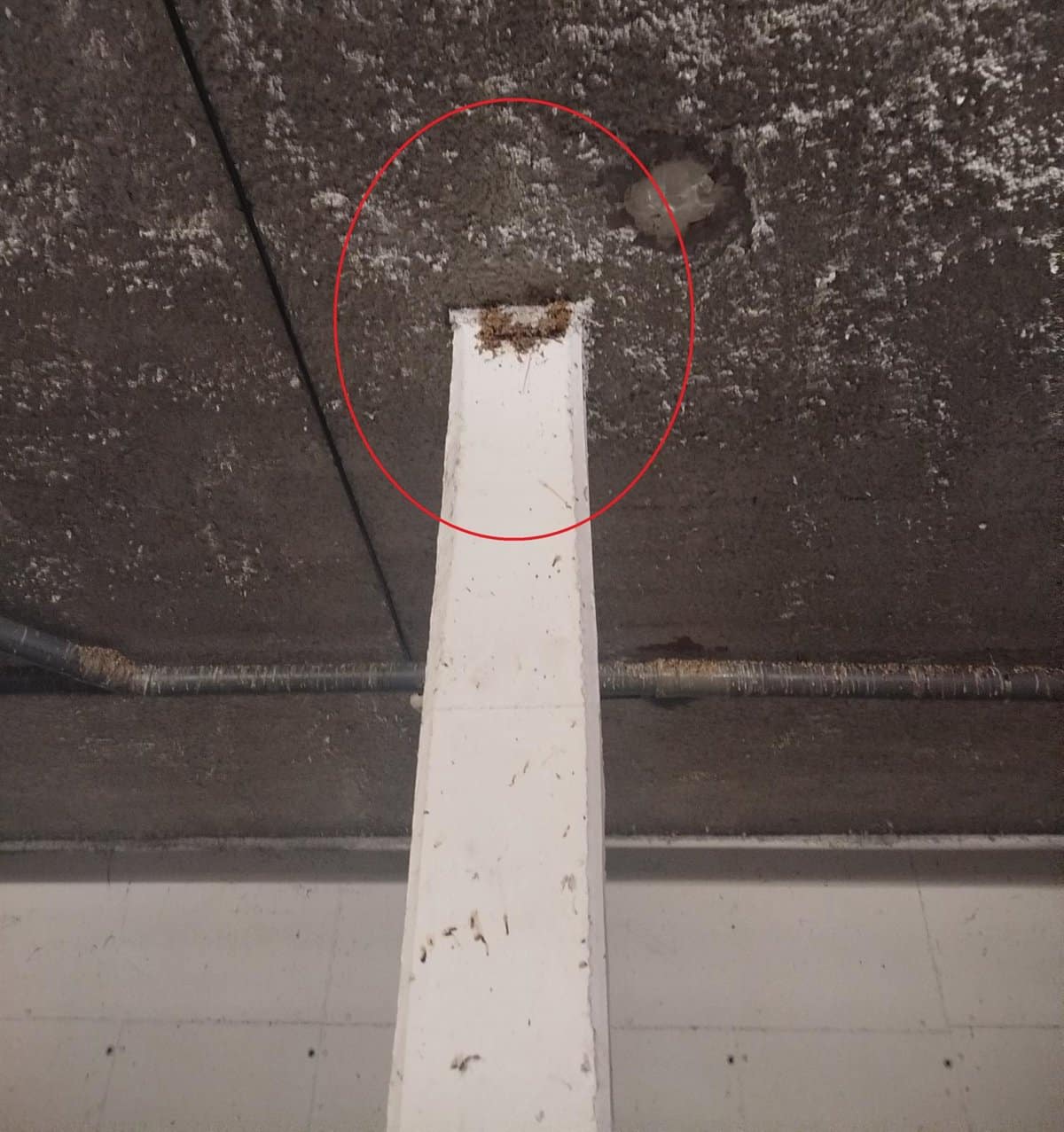 Investigado un hombre por destruir diez nidos y provocar la muerte de varias crías de golondrina común en Recas.