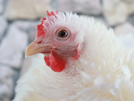 La Consejería de Agricultura implementa medidas de control debido a la posible aparición de un foco de Influenza Aviar en la región.