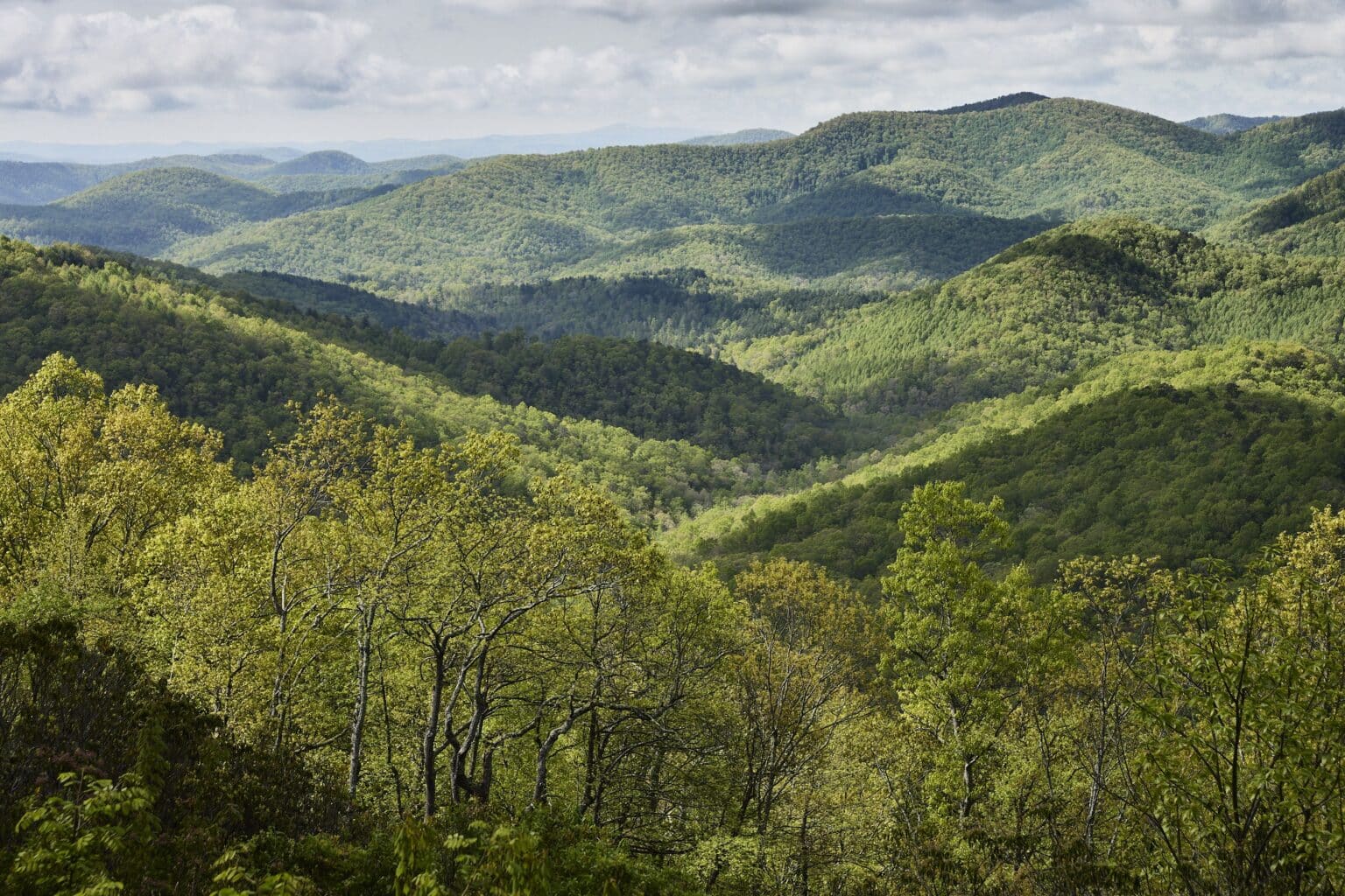Reconexión Silvestre: Explorando Nuestro Vínculo con la Naturaleza