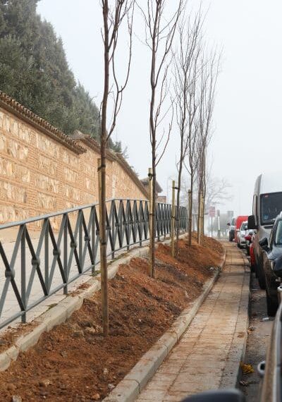 El Ayuntamiento de Toledo planta 21 nuevos árboles en la Avenida de Francia.
