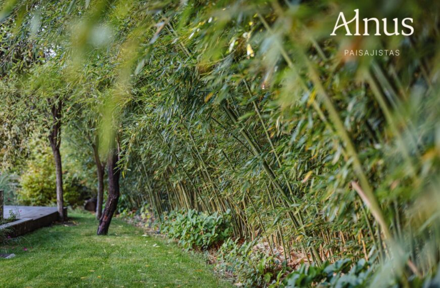 Alnus Paisajistas: Innovación y Sostenibilidad en el Paisajismo de Madrid