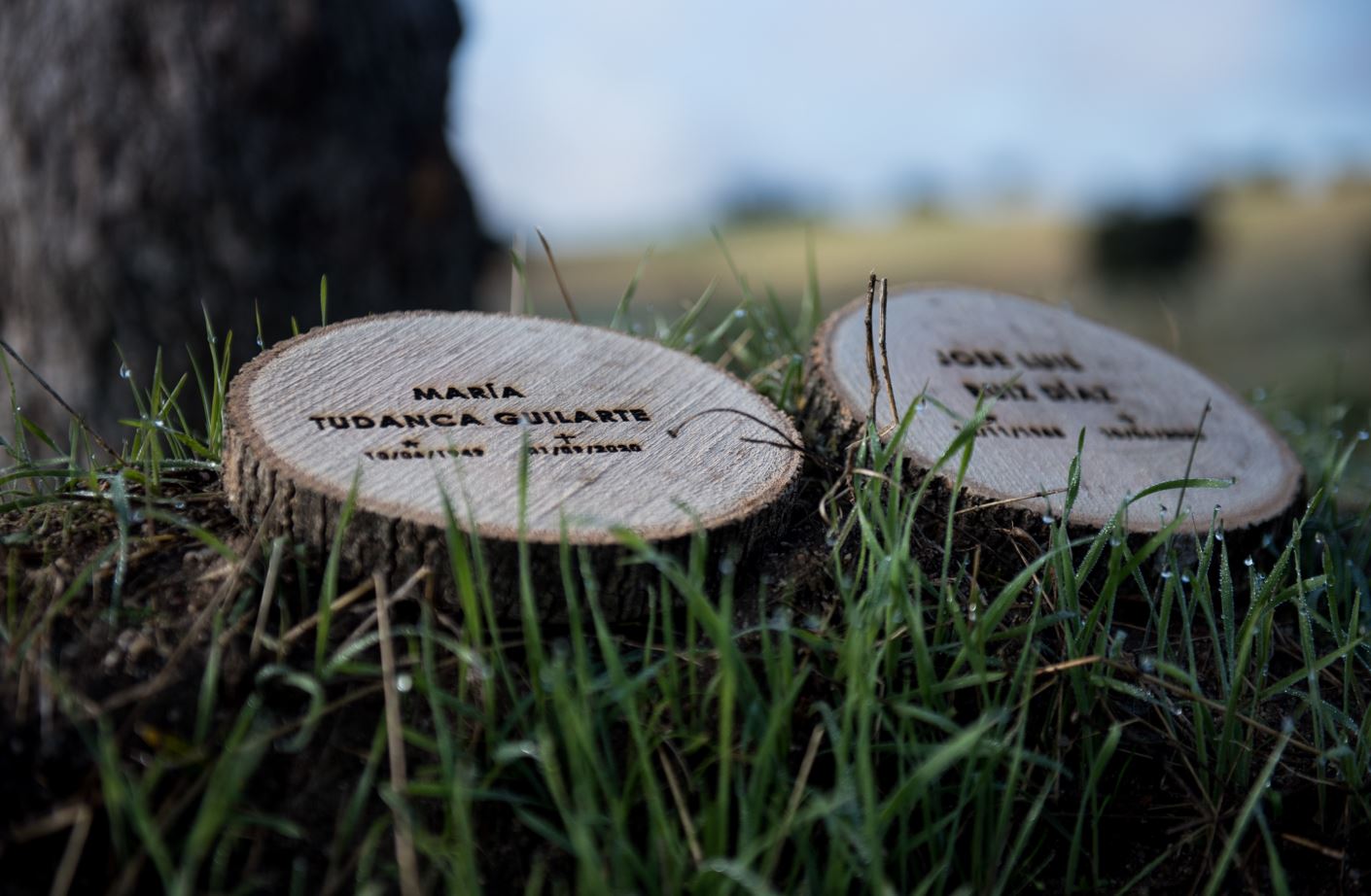 Hay un bosque del recuerdo en España que supera las 1.800 ceremonias funerarias en 2026